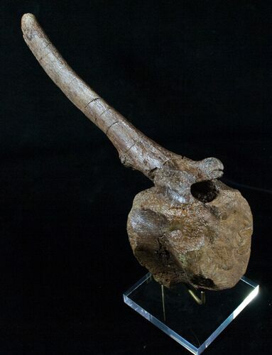 Hadrosaur Vertebra From Hell Creek Formation #6023